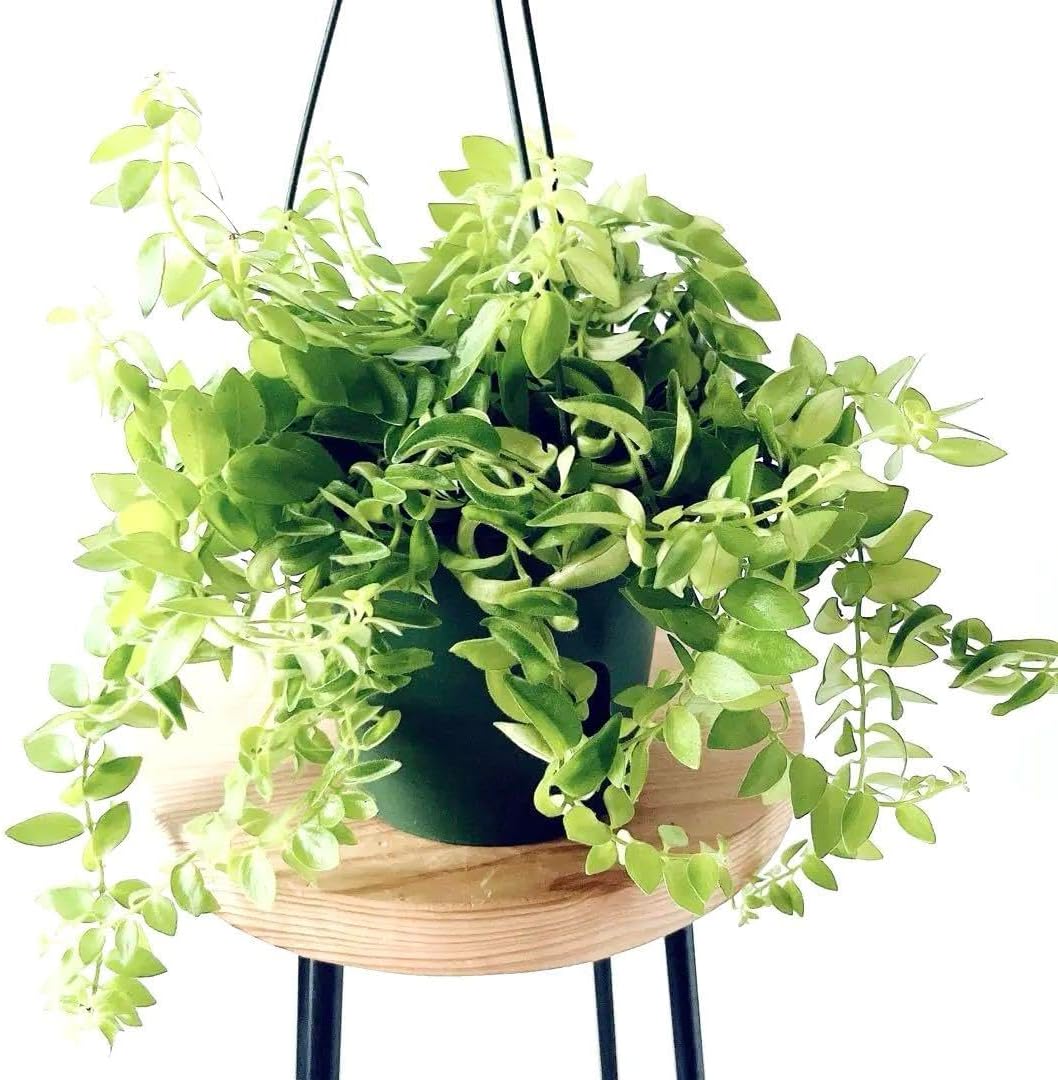 Amazon.co.jp: ジョージジェンセン Georg Jensen DUO フラワーベース S